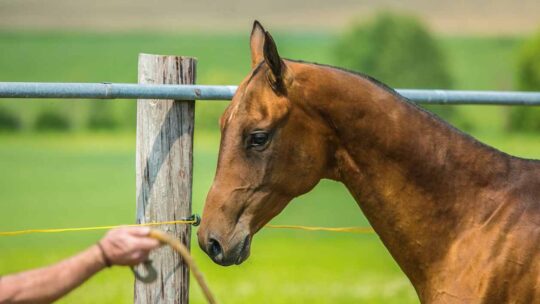 Che cosa significa addestrare un cavallo